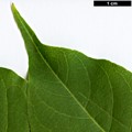 SpeciesSub: var. sachalinense